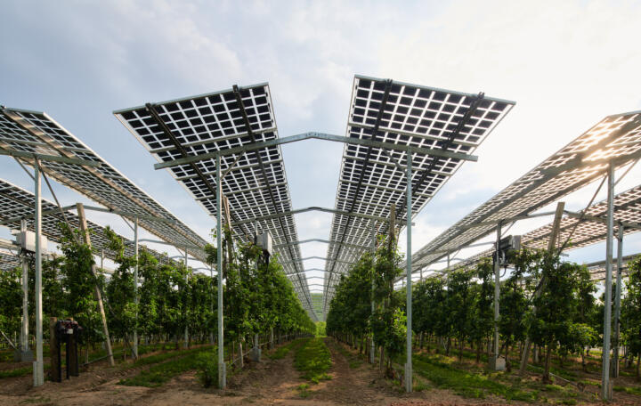 Eine Agri-Photovoltaik-Anlage über Apfelbäumen in Kressbronn am Bodensee.